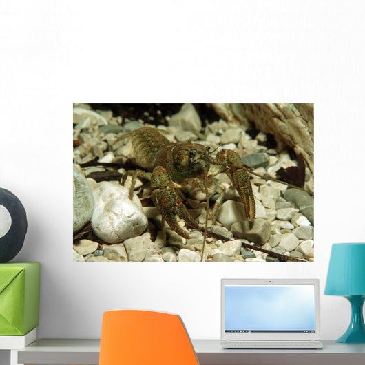 Stone Crayfish Kalkapen National Wall Decal Design 2