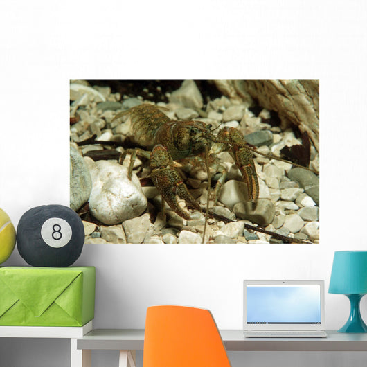 Stone Crayfish Kalkapen National Wall Decal Design 2