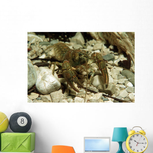 Stone Crayfish Kalkapen National Wall Decal Design 2