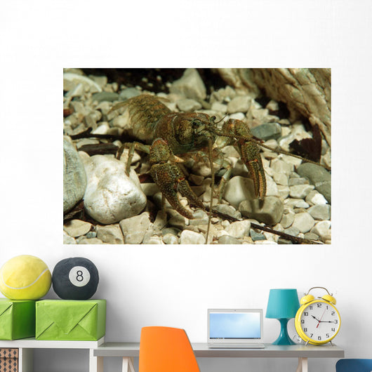 Stone Crayfish Kalkapen National Wall Decal Design 2