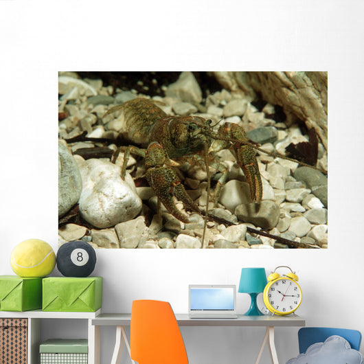 Stone Crayfish Kalkapen National Wall Decal Design 2