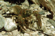 Stone Crayfish Kalkapen National Wall Decal Design 2