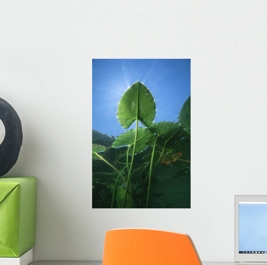 Yellow Water-lily Nuphar Lutea Wall Decal