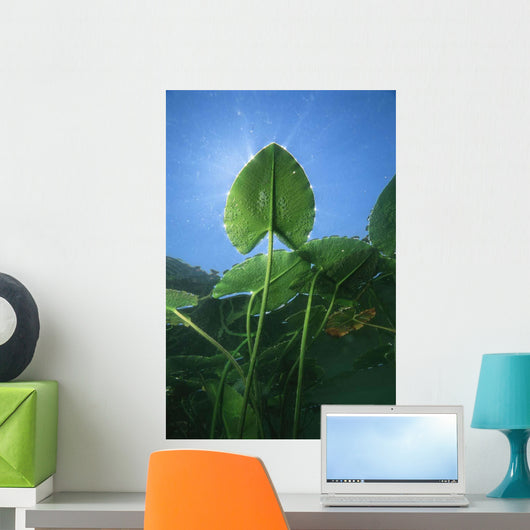 Yellow Water-lily Nuphar Lutea Wall Decal
