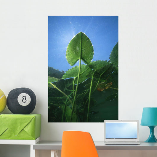 Yellow Water-lily Nuphar Lutea Wall Decal