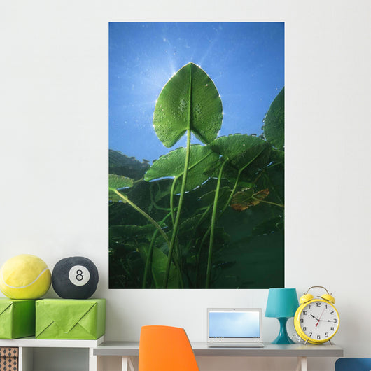Yellow Water-lily Nuphar Lutea Wall Decal