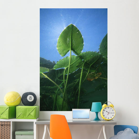 Yellow Water-lily Nuphar Lutea Wall Decal