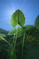 Yellow Water-lily Nuphar Lutea Wall Decal