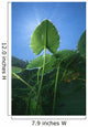 Yellow Water-lily Nuphar Lutea Wall Decal