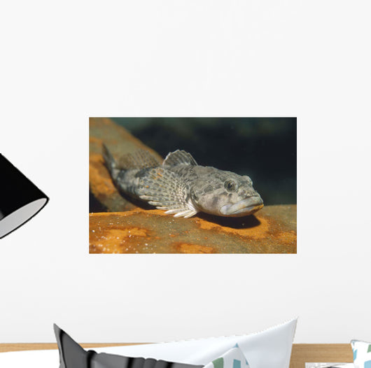 European Bullhead Cottus Gobio Wall Decal