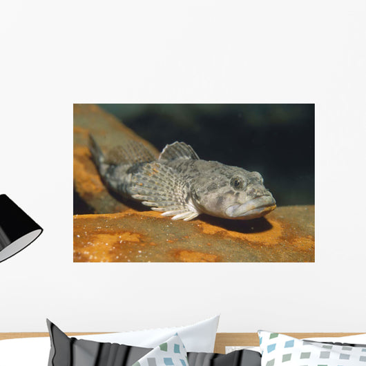 European Bullhead Cottus Gobio Wall Decal