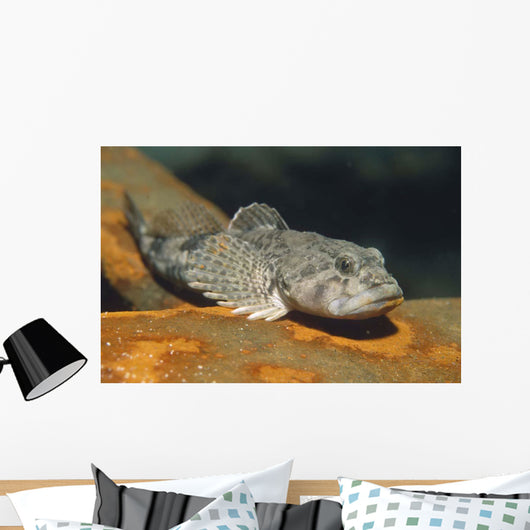 European Bullhead Cottus Gobio Wall Decal