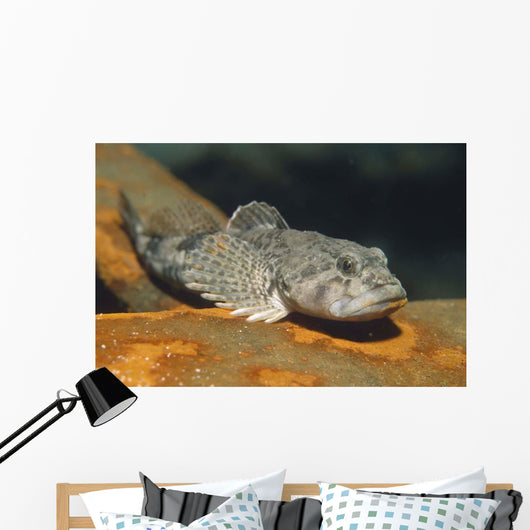 European Bullhead Cottus Gobio Wall Decal