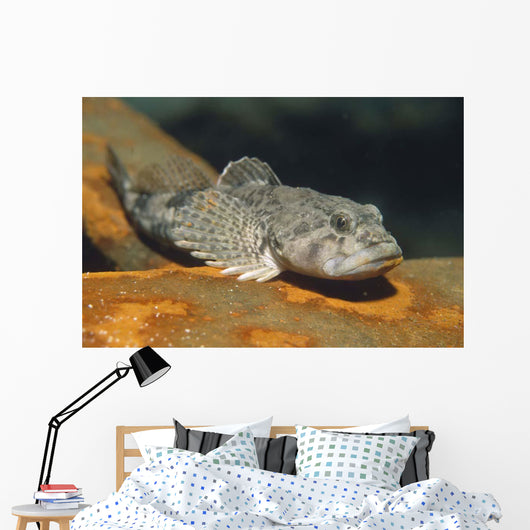 European Bullhead Cottus Gobio Wall Decal