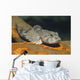 European Bullhead Cottus Gobio Wall Decal