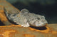 European Bullhead Cottus Gobio Wall Decal
