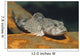 European Bullhead Cottus Gobio Wall Decal
