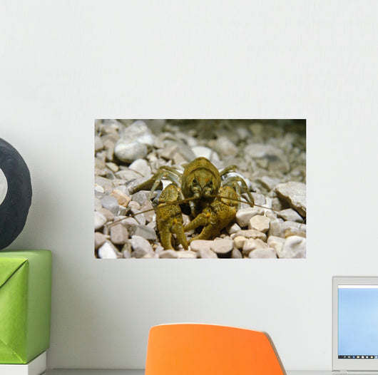 Stone Crayfish Kalkapen National Wall Decal Design 1