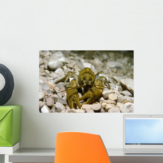 Stone Crayfish Kalkapen National Wall Decal Design 1