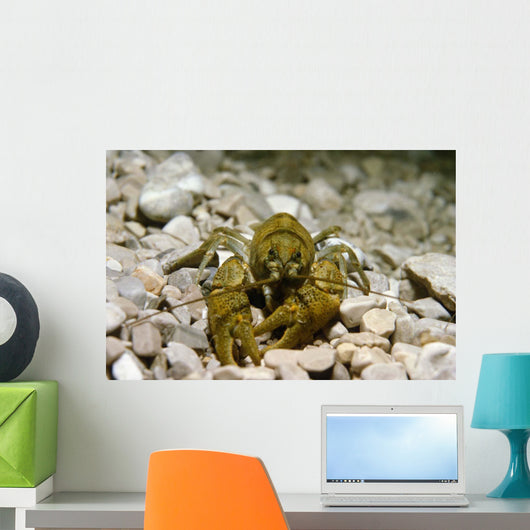 Stone Crayfish Kalkapen National Wall Decal Design 1