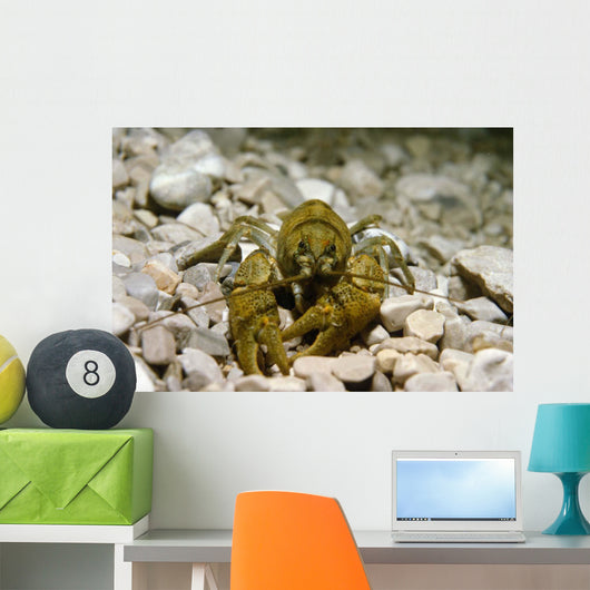 Stone Crayfish Kalkapen National Wall Decal Design 1