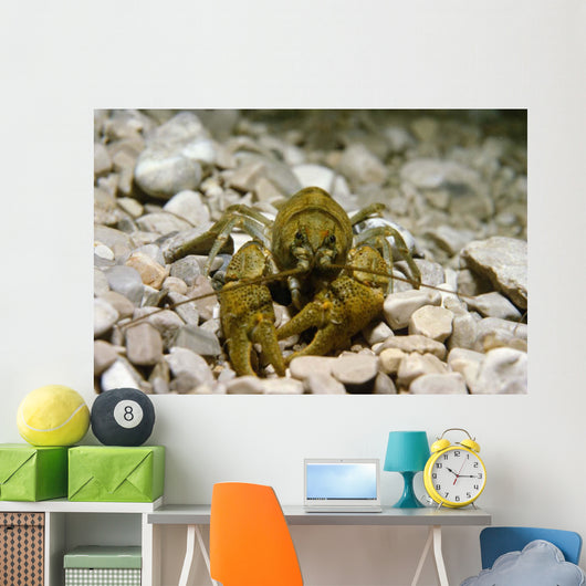 Stone Crayfish Kalkapen National Wall Decal Design 1
