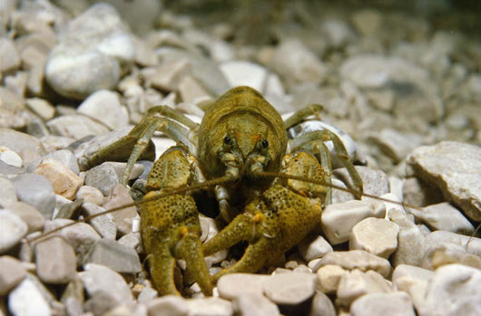 Stone Crayfish Kalkapen National Wall Decal Design 1