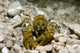 Stone Crayfish Kalkapen National Wall Decal Design 1