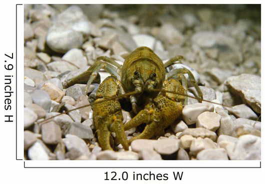 Stone Crayfish Kalkapen National Wall Decal Design 1