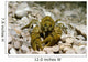 Stone Crayfish Kalkapen National Wall Decal Design 1