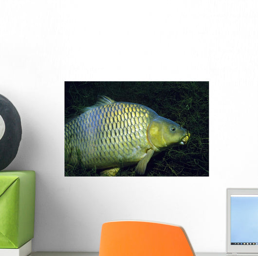 Common Carp Cyprinus Carpio Wall Decal