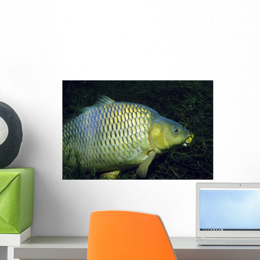 Common Carp Cyprinus Carpio Wall Decal