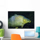 Common Carp Cyprinus Carpio Wall Decal