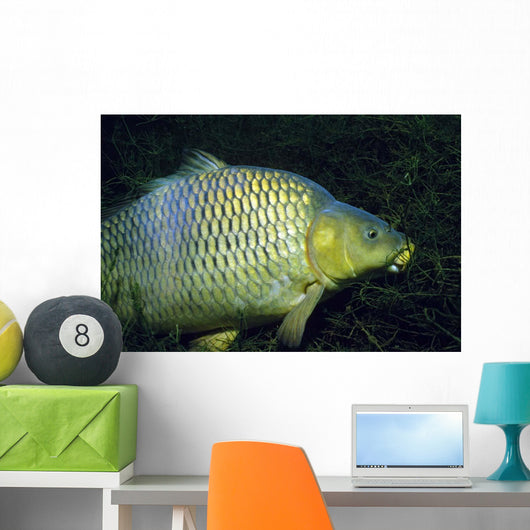 Common Carp Cyprinus Carpio Wall Decal