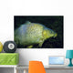 Common Carp Cyprinus Carpio Wall Decal