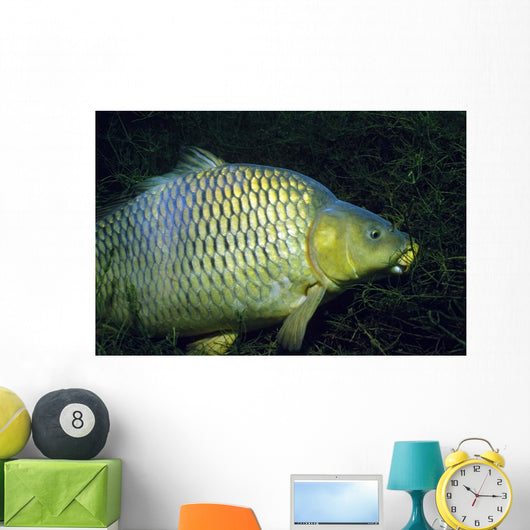 Common Carp Cyprinus Carpio Wall Decal