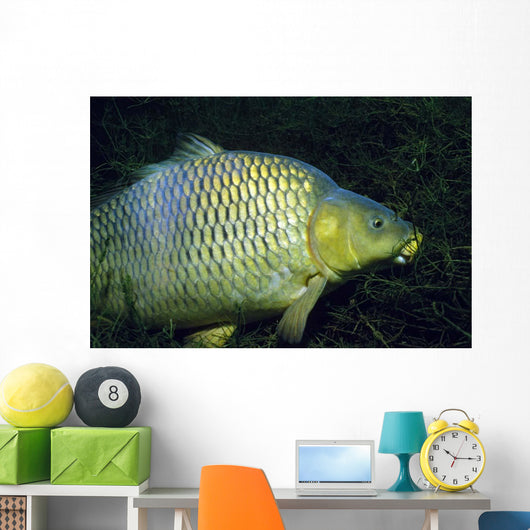 Common Carp Cyprinus Carpio Wall Decal