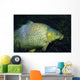 Common Carp Cyprinus Carpio Wall Decal