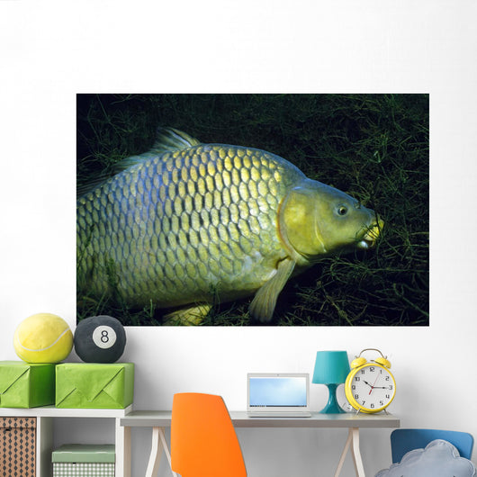 Common Carp Cyprinus Carpio Wall Decal