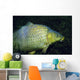 Common Carp Cyprinus Carpio Wall Decal