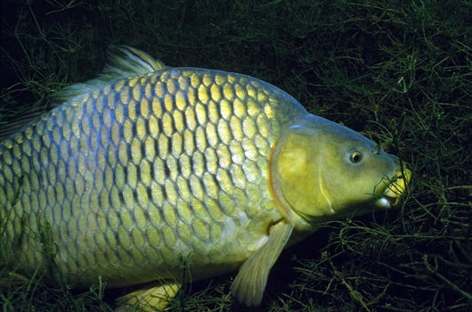 Common Carp Cyprinus Carpio Wall Decal