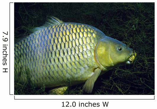 Common Carp Cyprinus Carpio Wall Decal