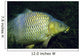 Common Carp Cyprinus Carpio Wall Decal