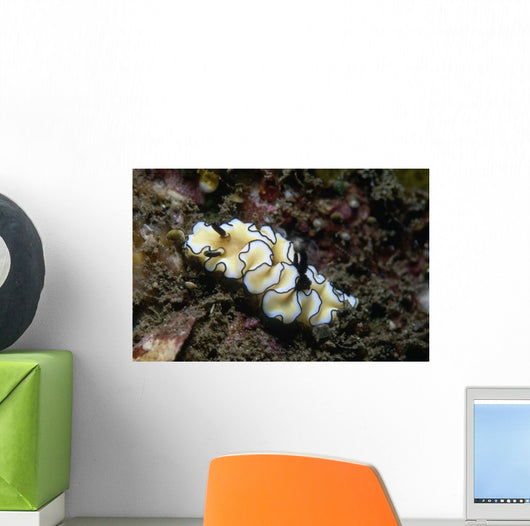 Glossodoris Atromarginata Nudibranch Indonesia Wall Decal