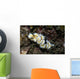 Glossodoris Atromarginata Nudibranch Indonesia Wall Decal
