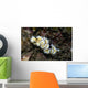 Glossodoris Atromarginata Nudibranch Indonesia Wall Decal