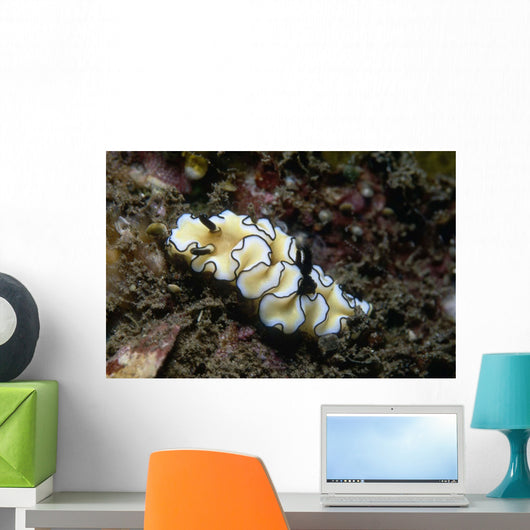 Glossodoris Atromarginata Nudibranch Indonesia Wall Decal