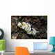 Glossodoris Atromarginata Nudibranch Indonesia Wall Decal