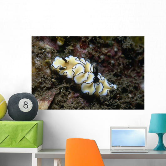 Glossodoris Atromarginata Nudibranch Indonesia Wall Decal
