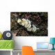 Glossodoris Atromarginata Nudibranch Indonesia Wall Decal